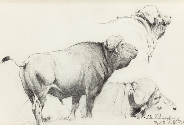 Cape Buffalo 1916