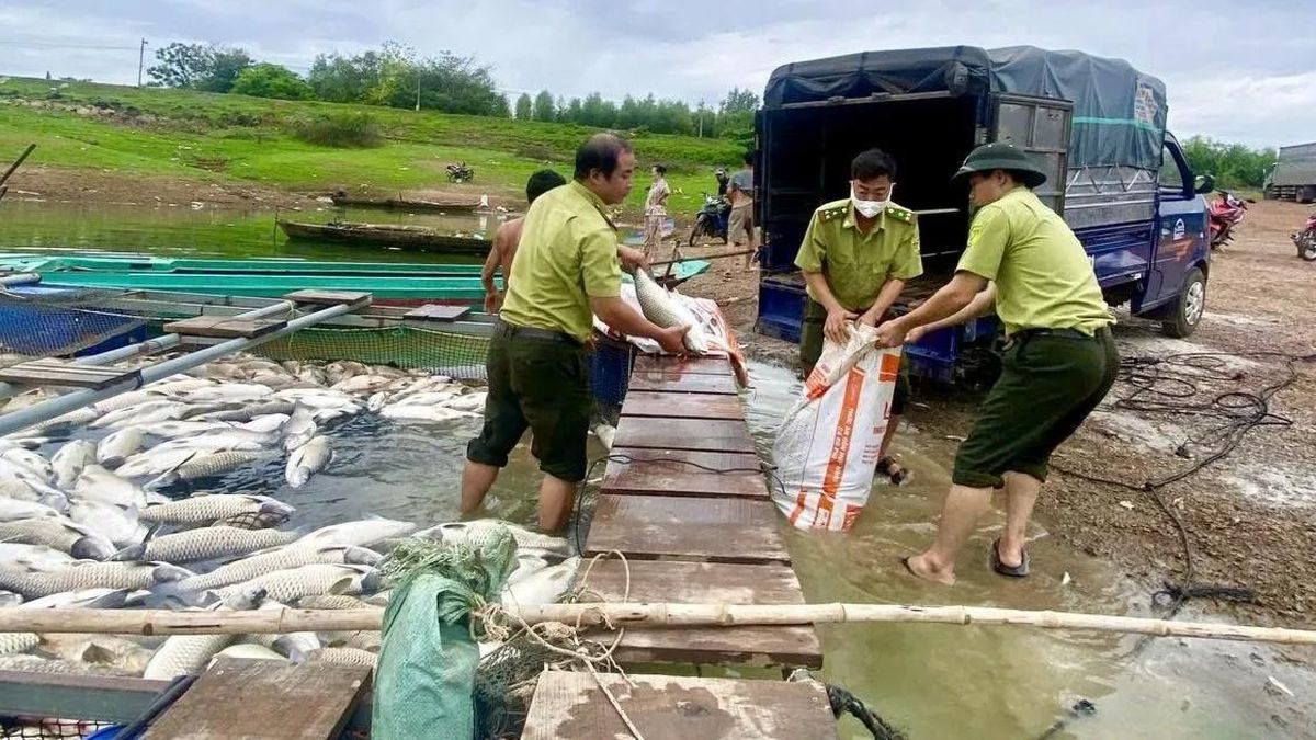 Cá chết trắng bè, người dân 'trắng tay' - Báo Sài Gòn Giải Phóng