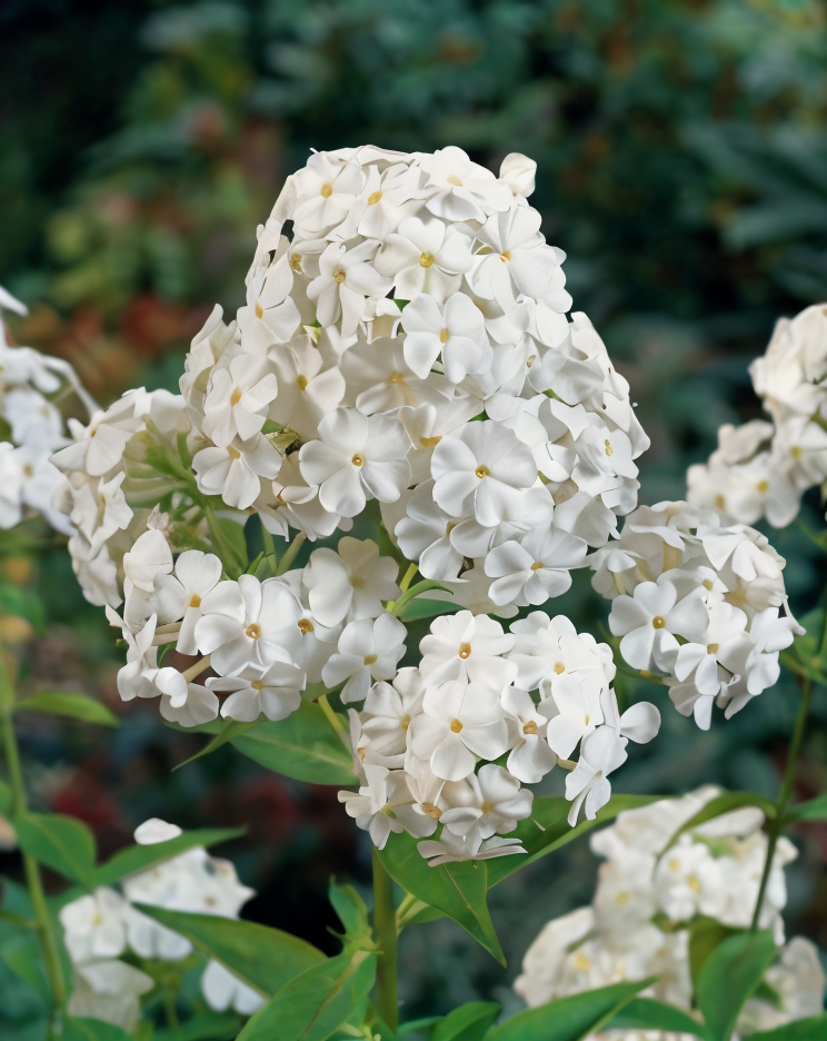 Phlox paniculata 'White Admiral' in piena fioritura, fiori bianchi