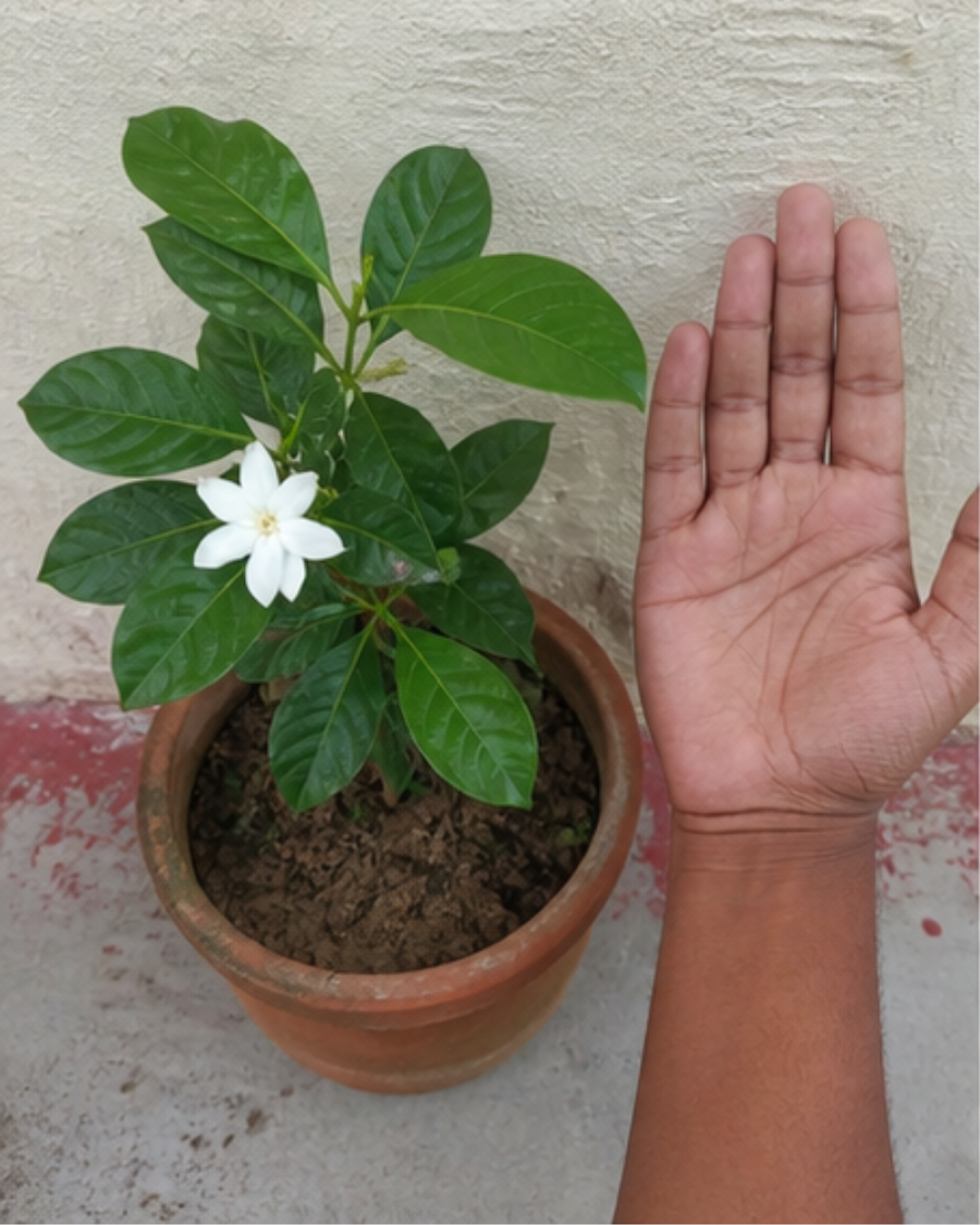 Gondhoraj Lemon Plant — view 2