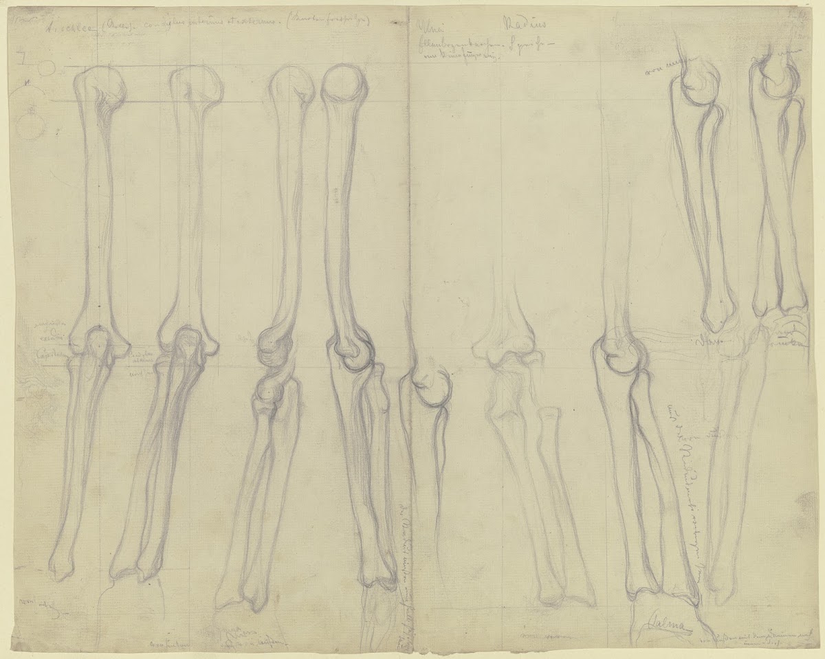 Studies of bones