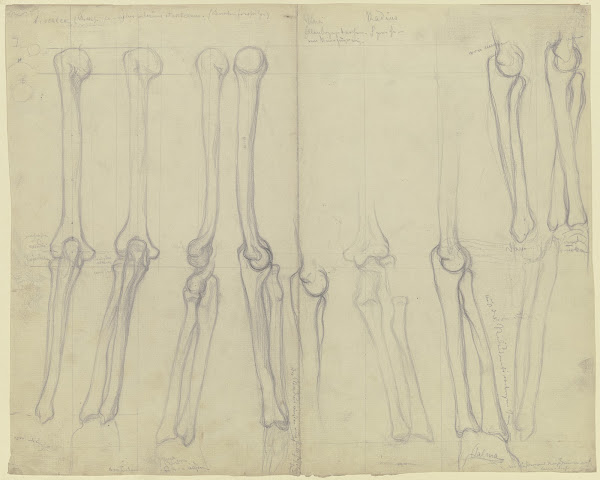 Studies of bones