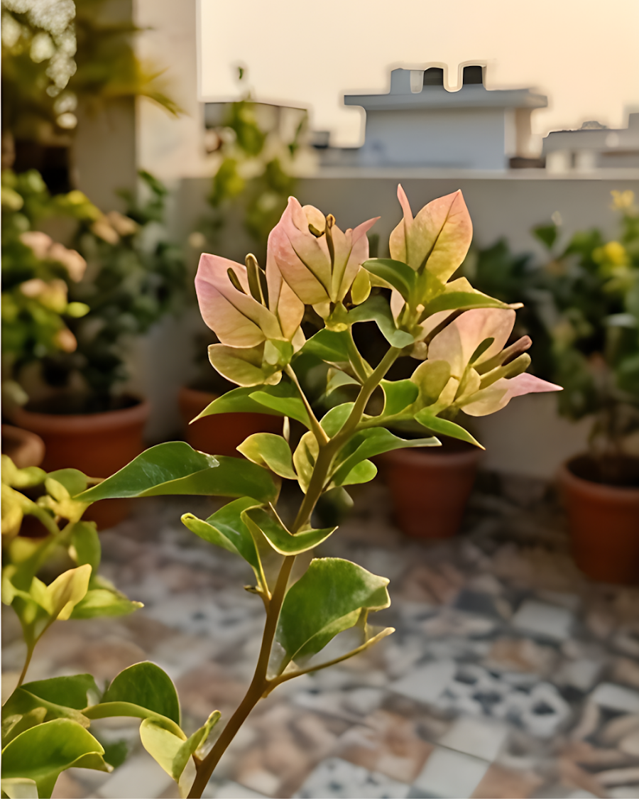 Imported Wajid Butterfly Bougainvillea Plant — view 3