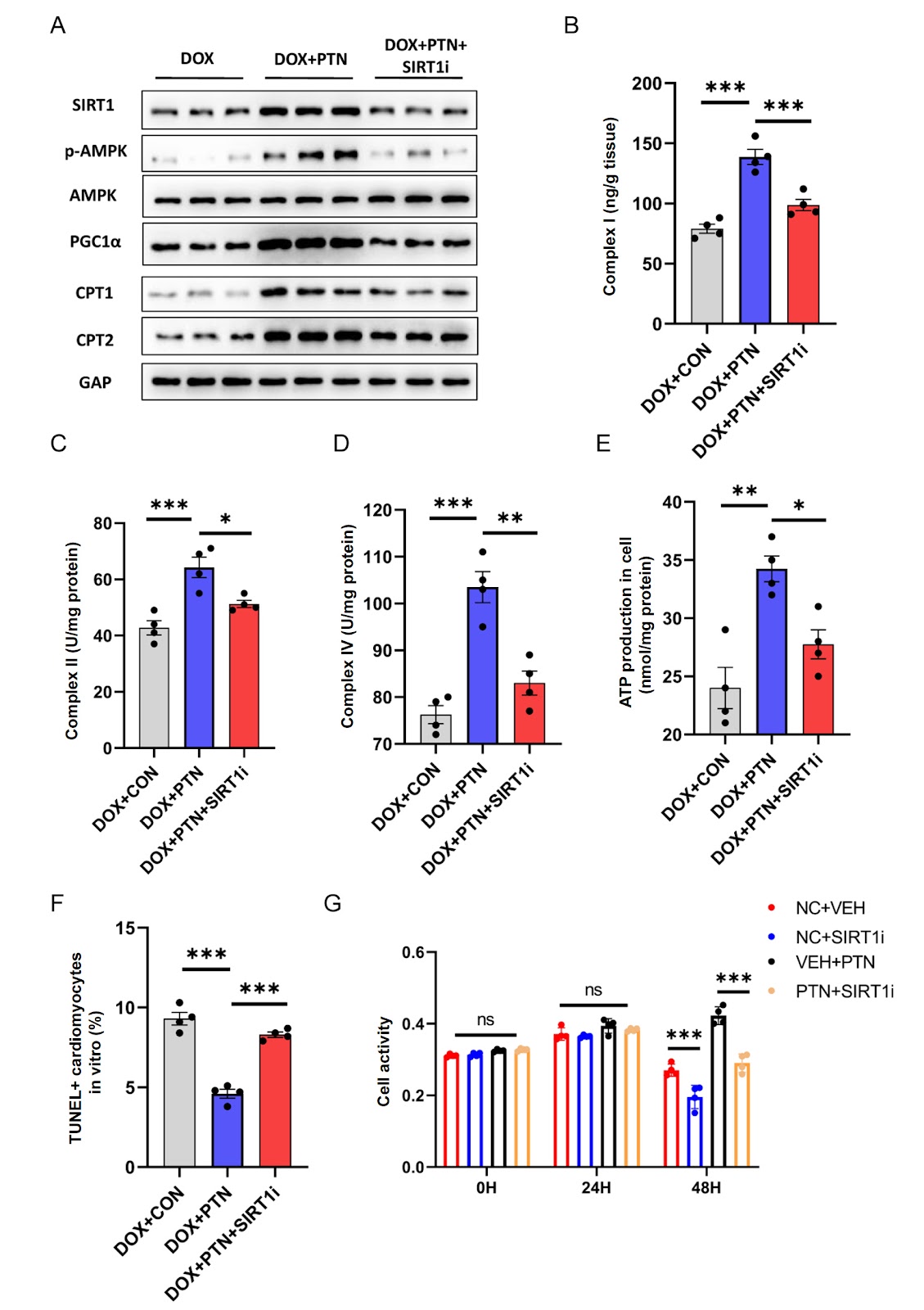 Cardiac PTN-SIRT1 axis alleviates oxidative stress and promotes mitochondrial energy reprogramming to mitigate doxorubicin-induced cardiotoxicity through AMPK/PGC1α signaling