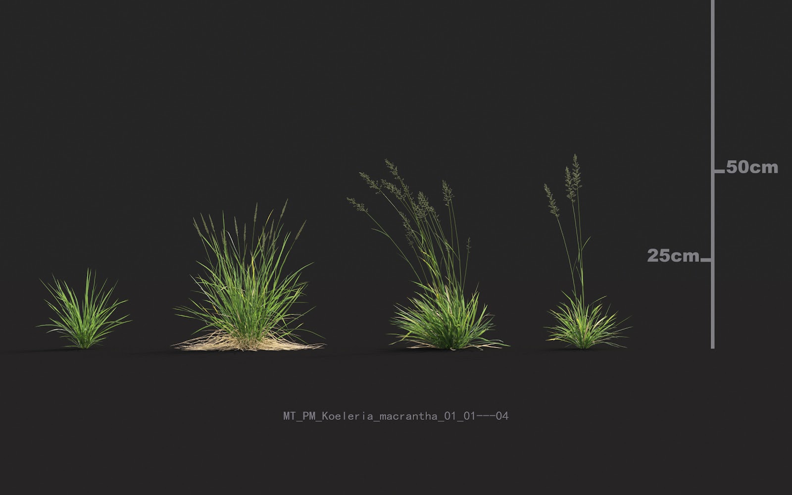 Maxtree - Plant Models Vol.20