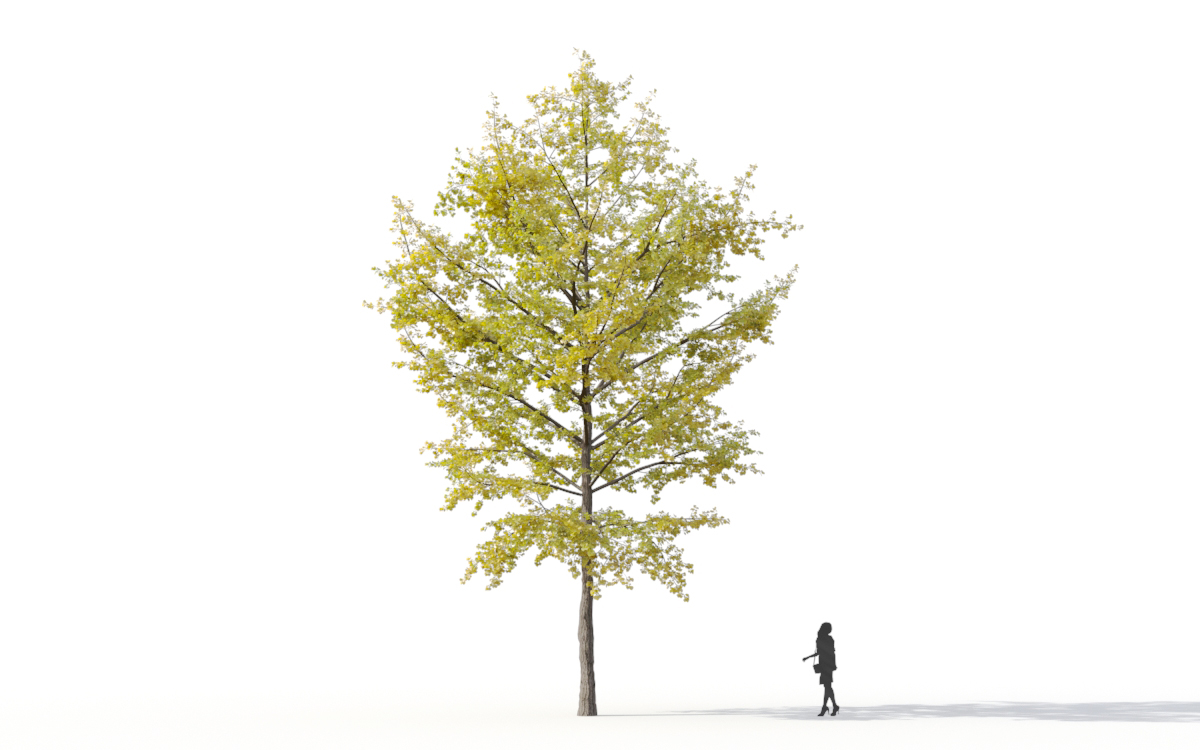 Maxtree - Plant Models Vol.11