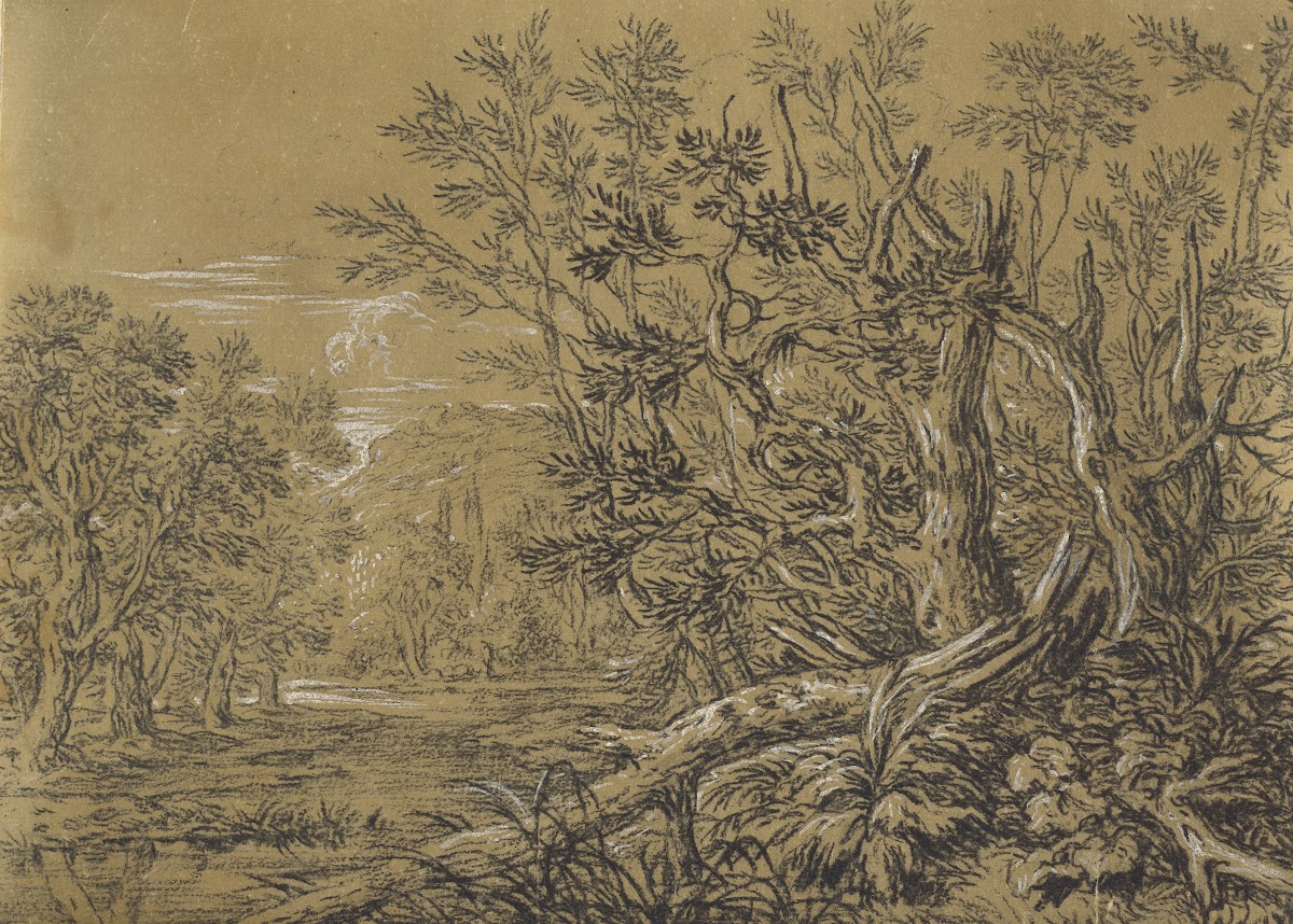 Stream through an Ancient Forest