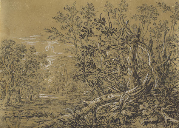 Stream through an Ancient Forest