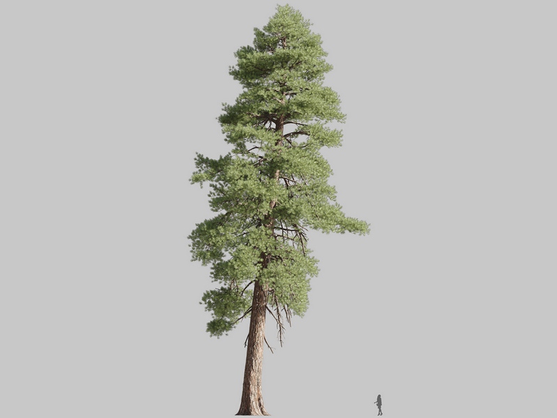 Maxtree - Plant Models Vol.126