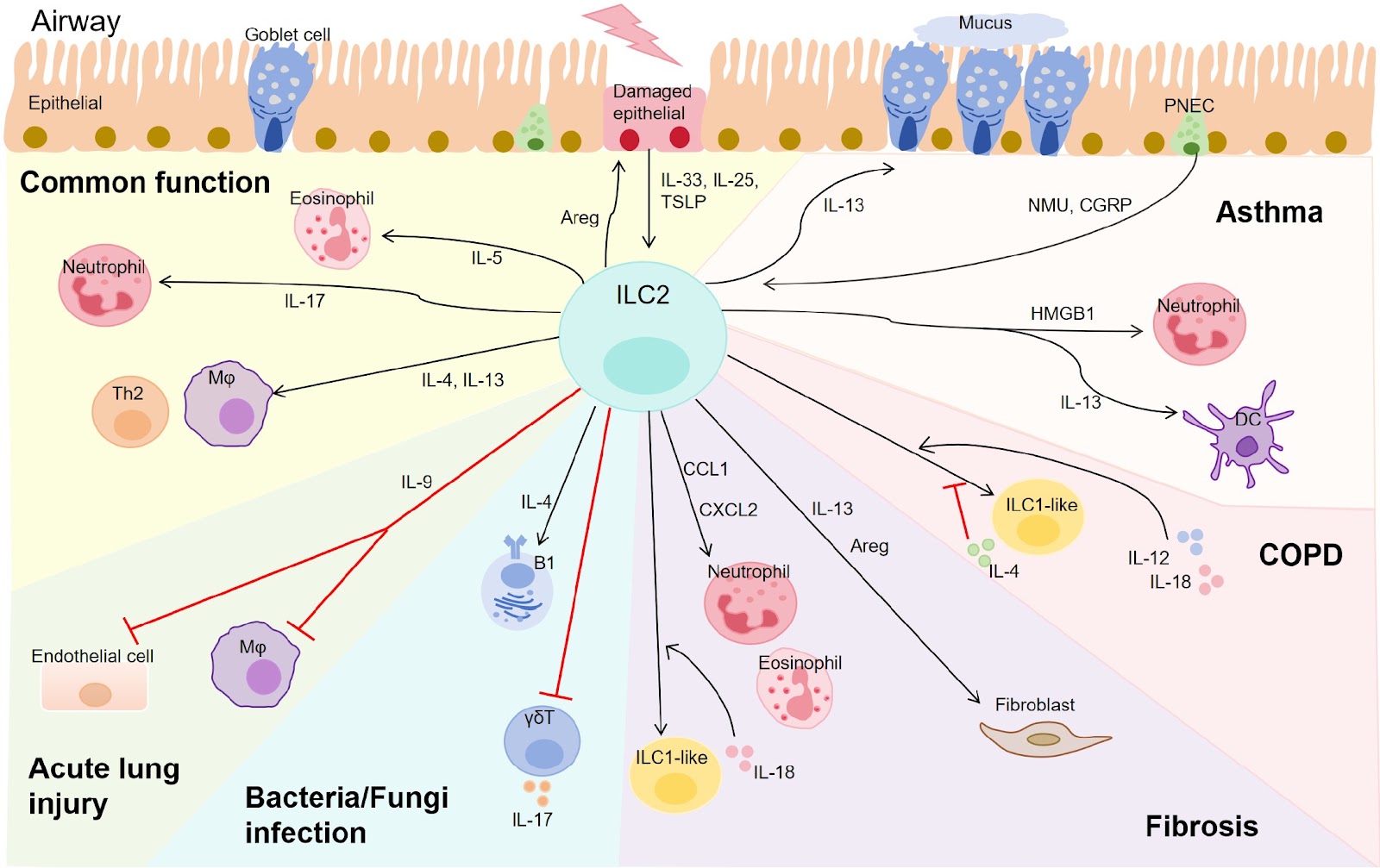 The context-dependent role of group 2 innate lymphoid cells in lung diseases