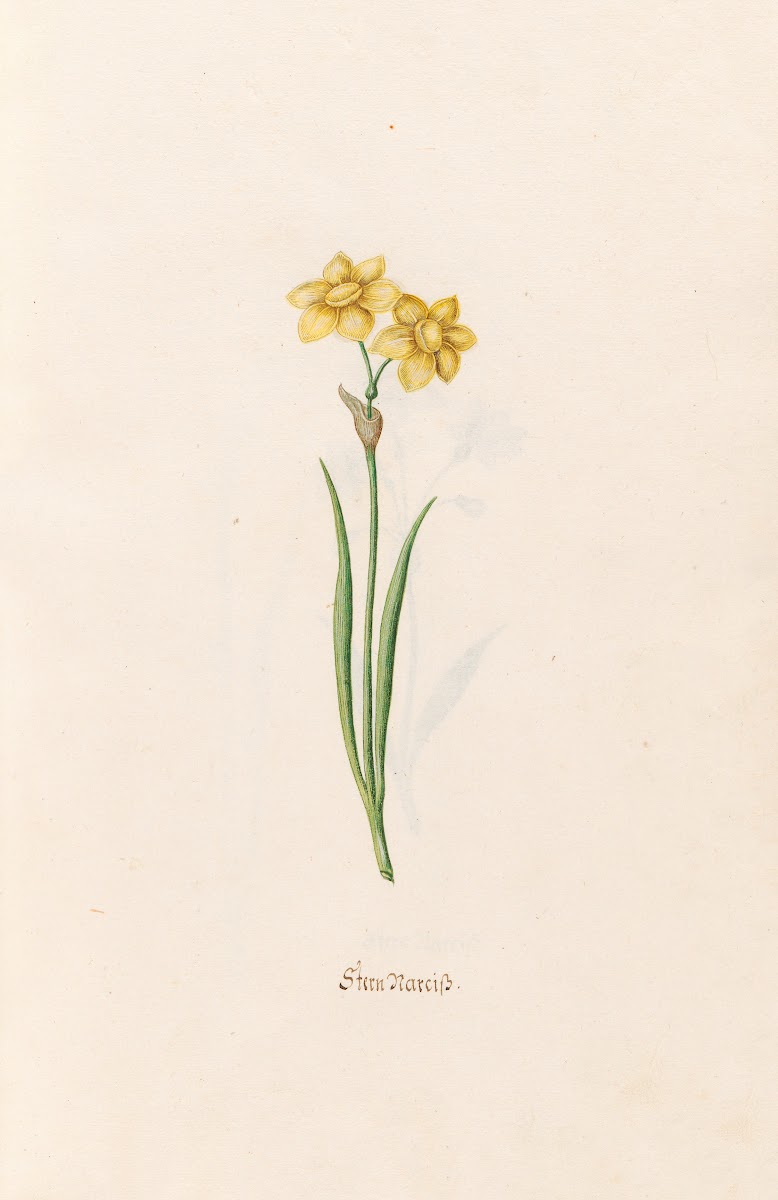 Stern Narciss 1692