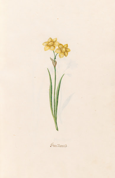 Stern Narciss 1692