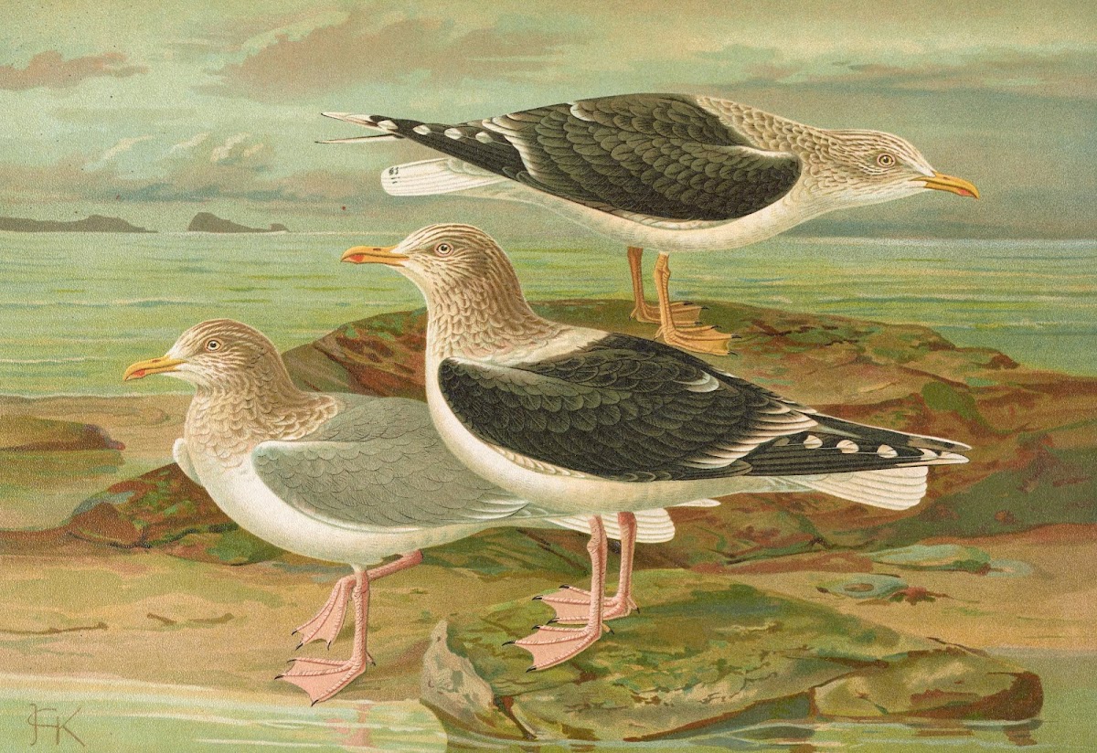 Larus fuscus Larus marinus Larus glaucus Brunn