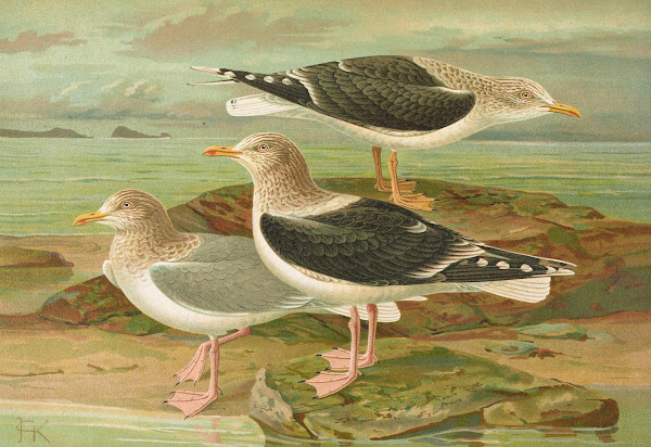 Larus fuscus Larus marinus Larus glaucus Brunn
