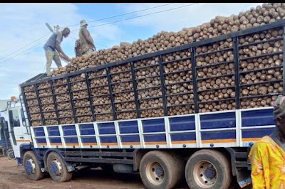 Full container load of yams being trucked to warehouse