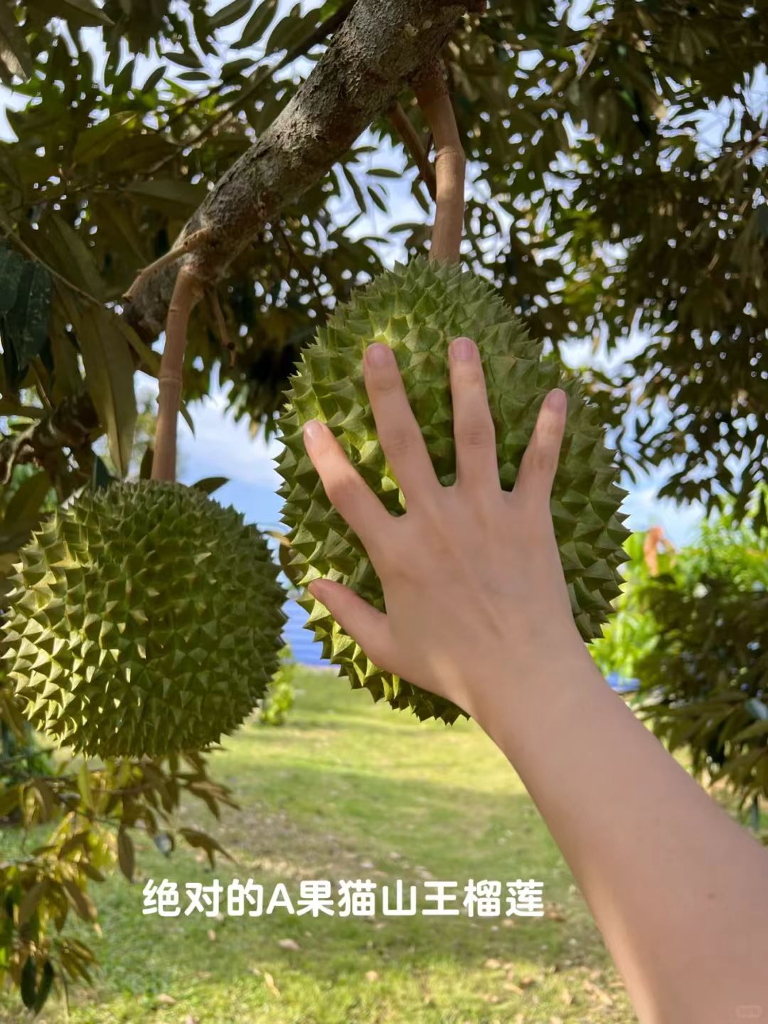 Durian Season