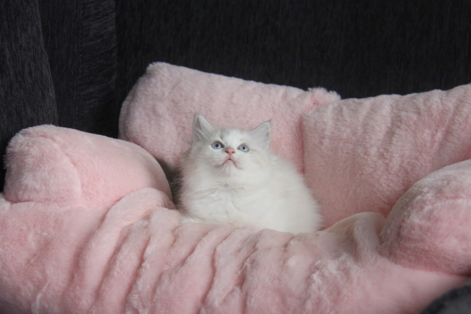 11/7出生 高端優質山貓紋布偶貓妹妹