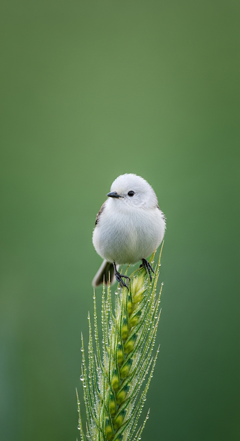 Close-up Photograph of a Tiny White Bird Perched on a Dew-Covered Green Wheat Head - Free mobile Wallpaper