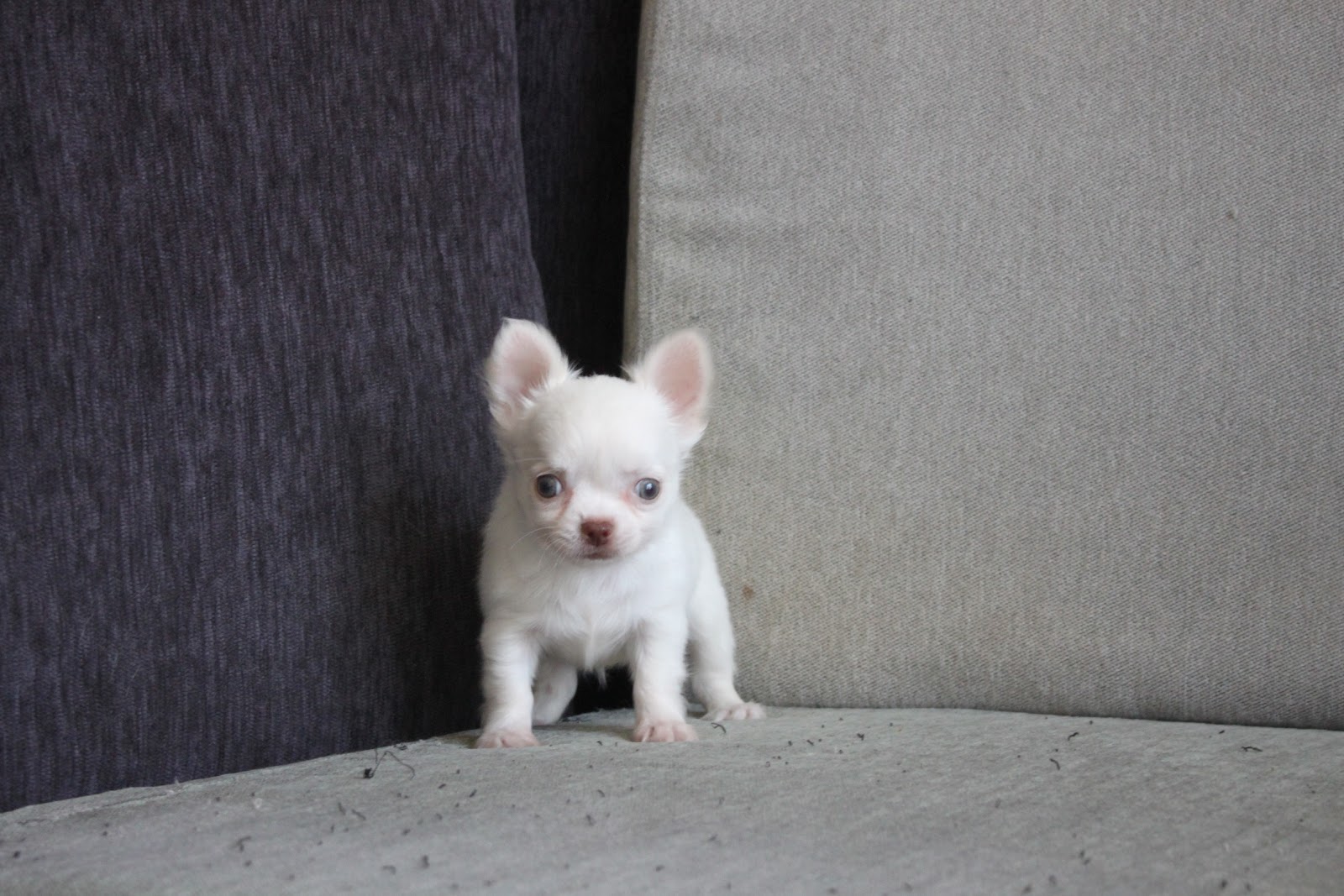 12/21出生 高端優質迷你長毛吉娃娃白色弟弟