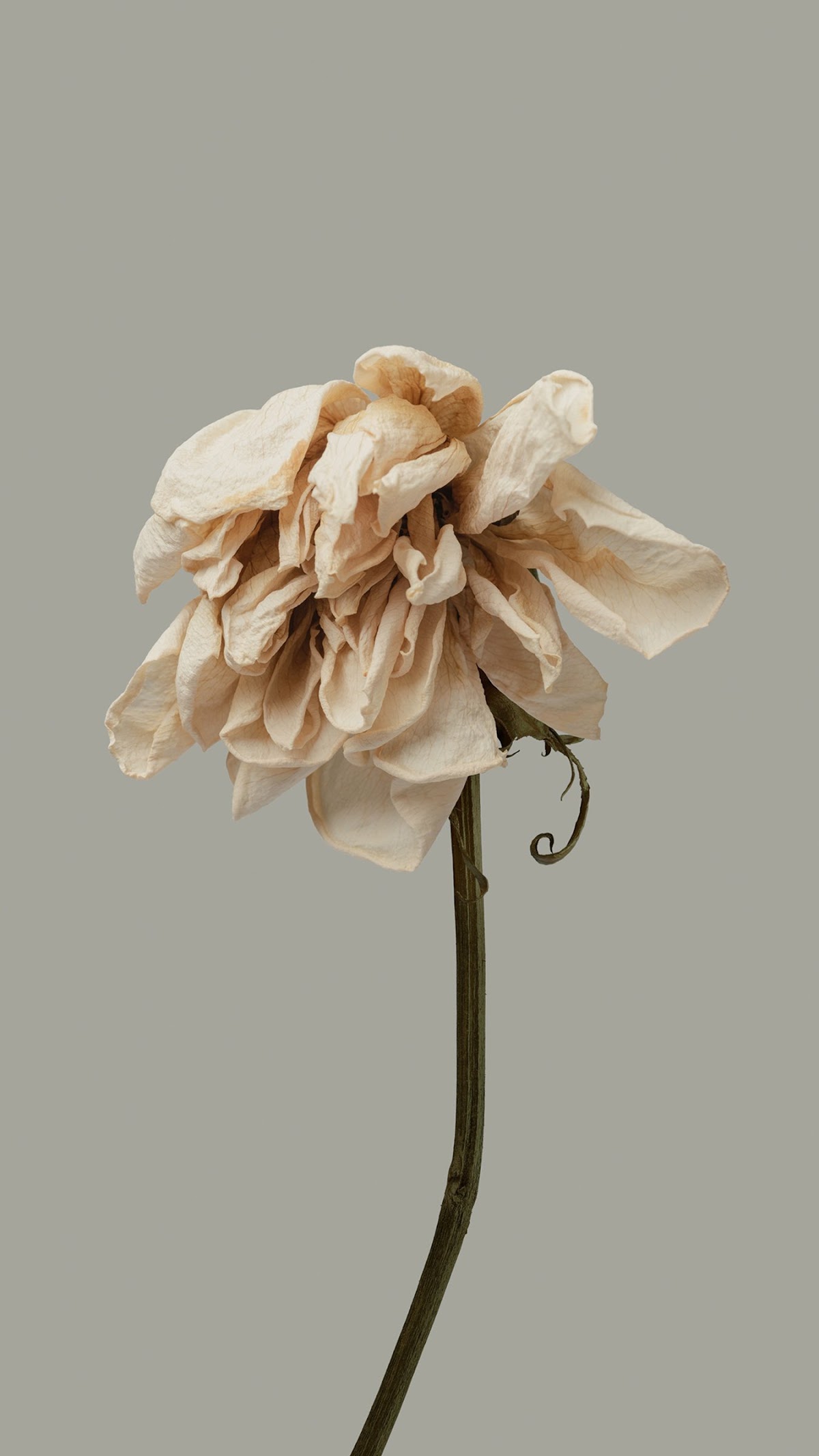 Aesthetic White Flower Gray Pastel Full HD iPhone Wallpaper