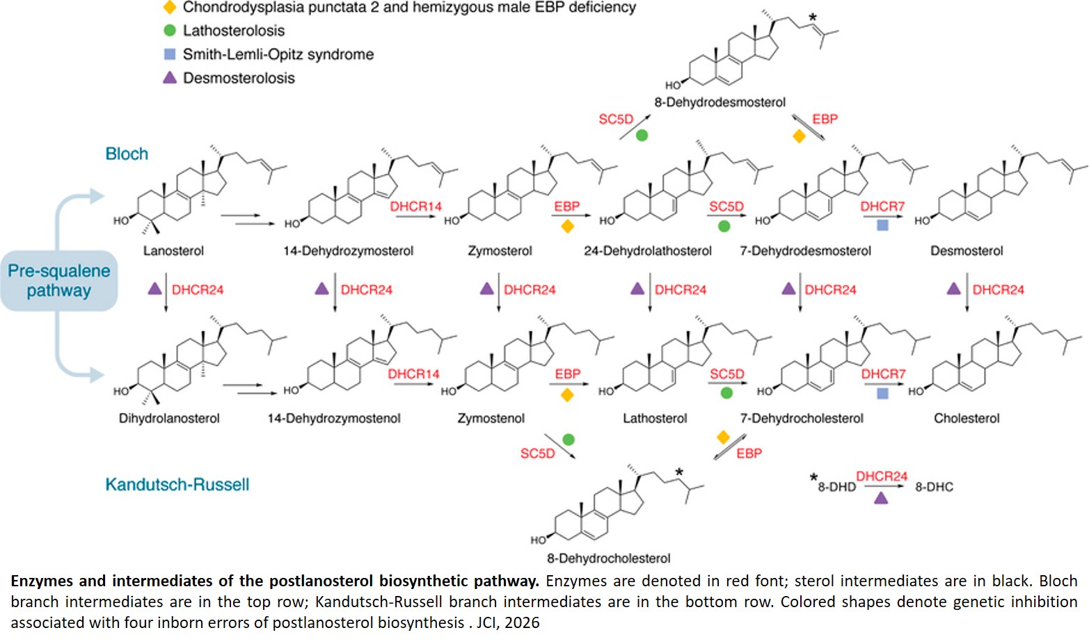 Sterol biosynthesis, brain development, and disease