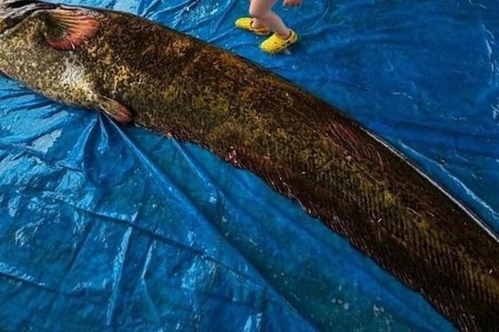 Ngư dân bắt được con cá trê khổng lồ nặng 114kg, dài 2,15 mét - Tạp chí Người Đưa Tin