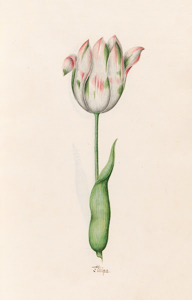 Tülipa 1692