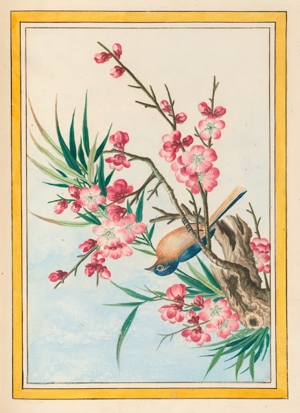 Plantes de Chine Pl051 1776