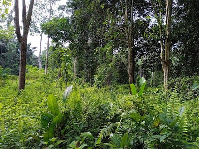 Tanah Dusun Durian Hulu Langat, Batu 23 Jalan Sungai Lui — foto 5/6