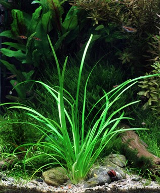 Sagittaria sp. narrow leaf