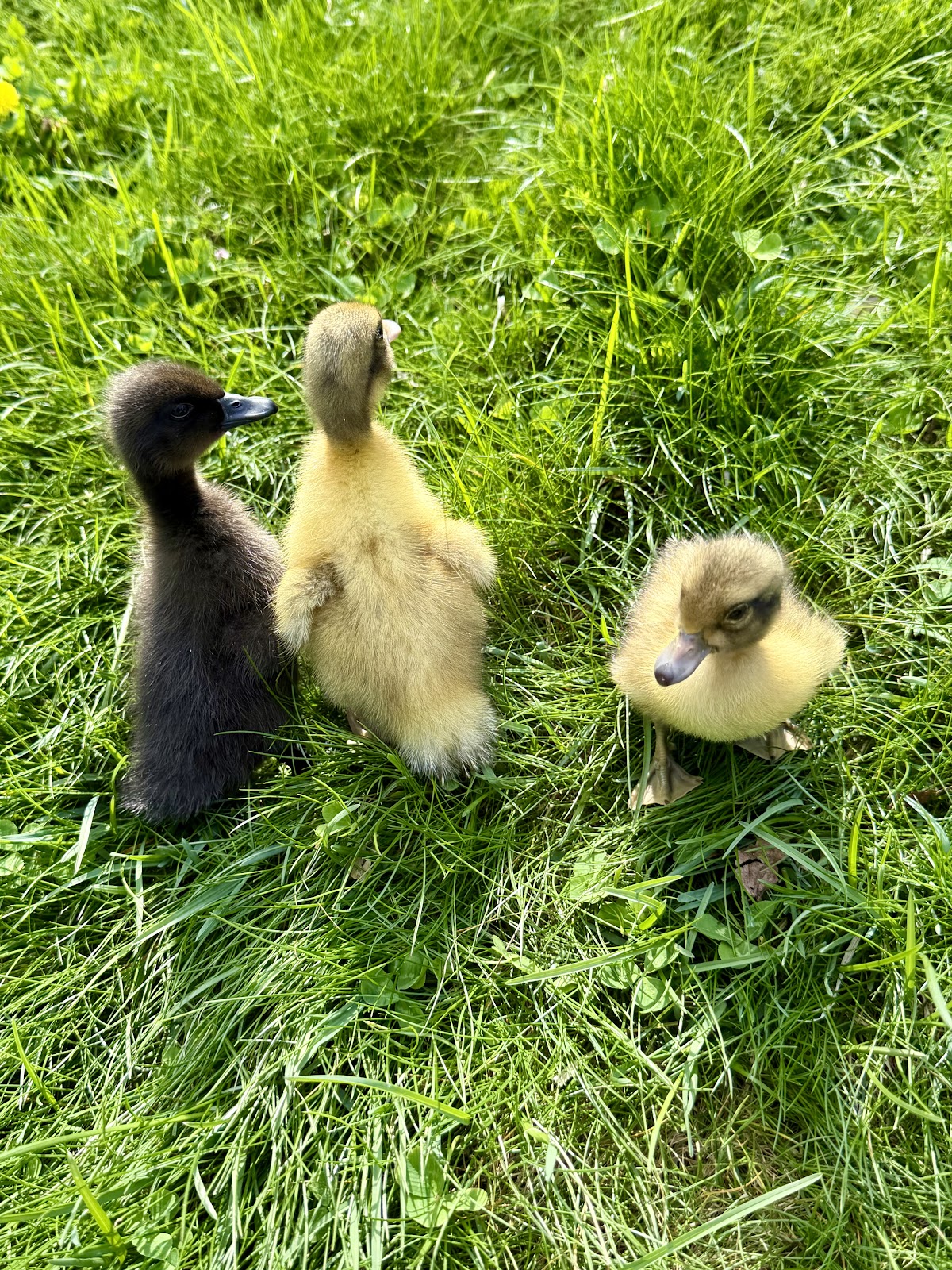 Cayuga Duckling, Welsh Harlequin Duckling