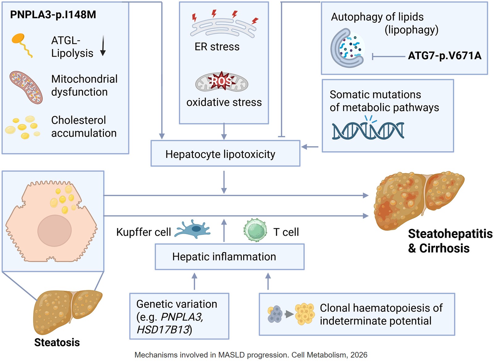 The many pathways driving liver inflammation in MASH