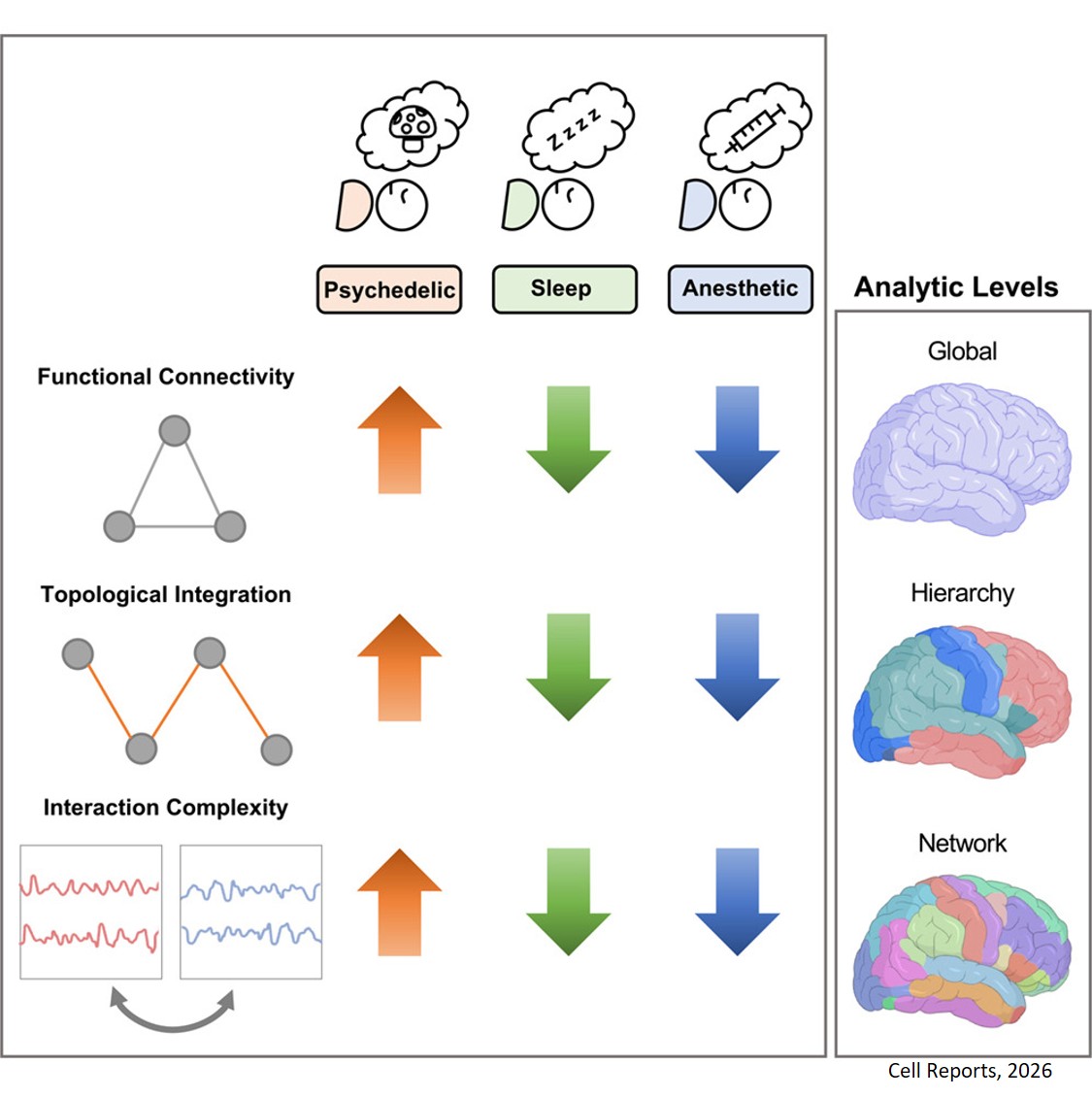 Opposite network patterns of integration- segregation in psychedelic and sedated states of  consciousness