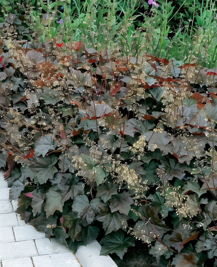 Heuchera micrantha 'Palace Purple' con il suo fogliame viola intenso in un giardino ombreggiato