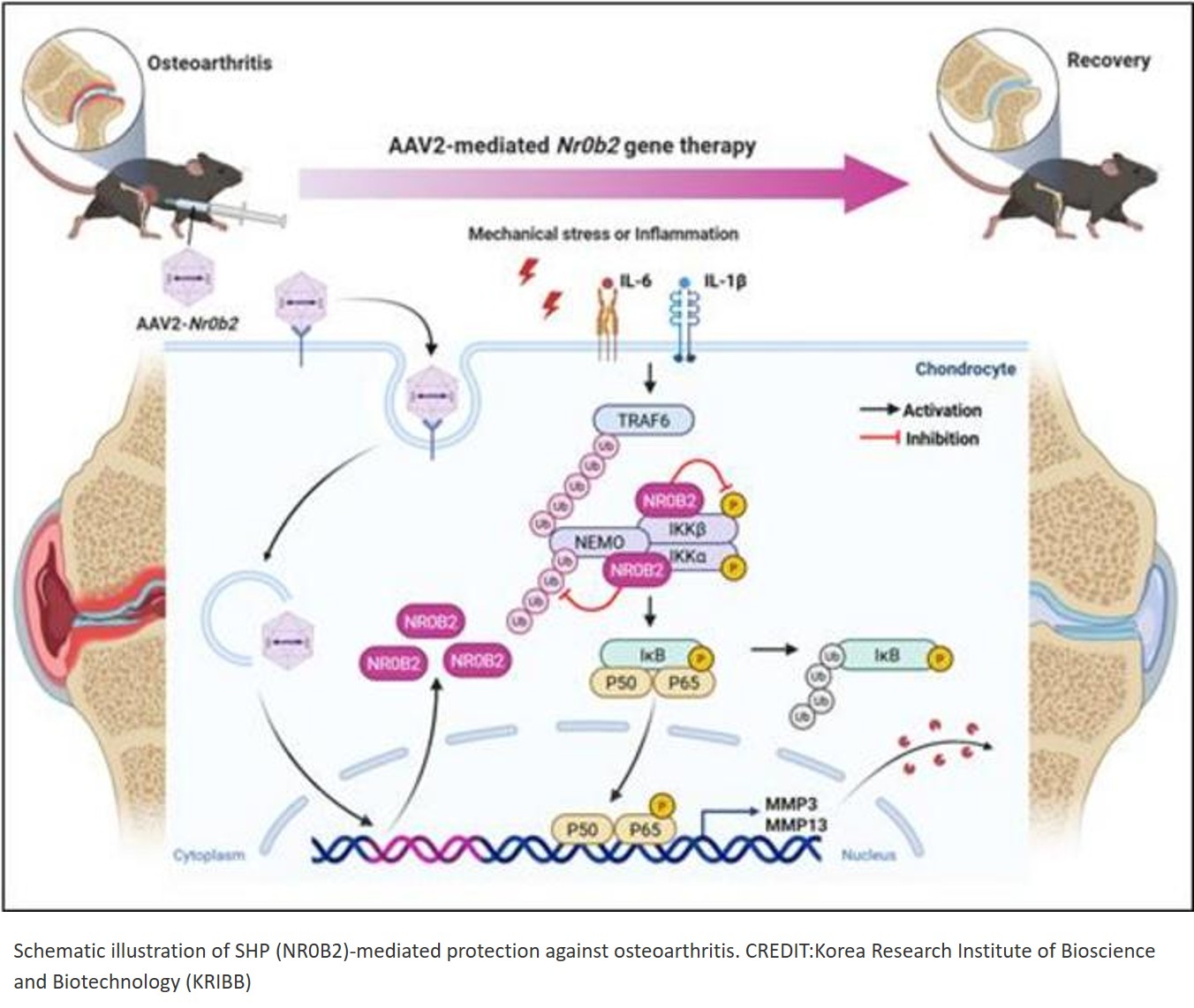 Small heterodimer partner protects against osteoarthritis by inhibiting IKKβ/NF-κB-mediated matrix-degrading enzymes in chondrocytes