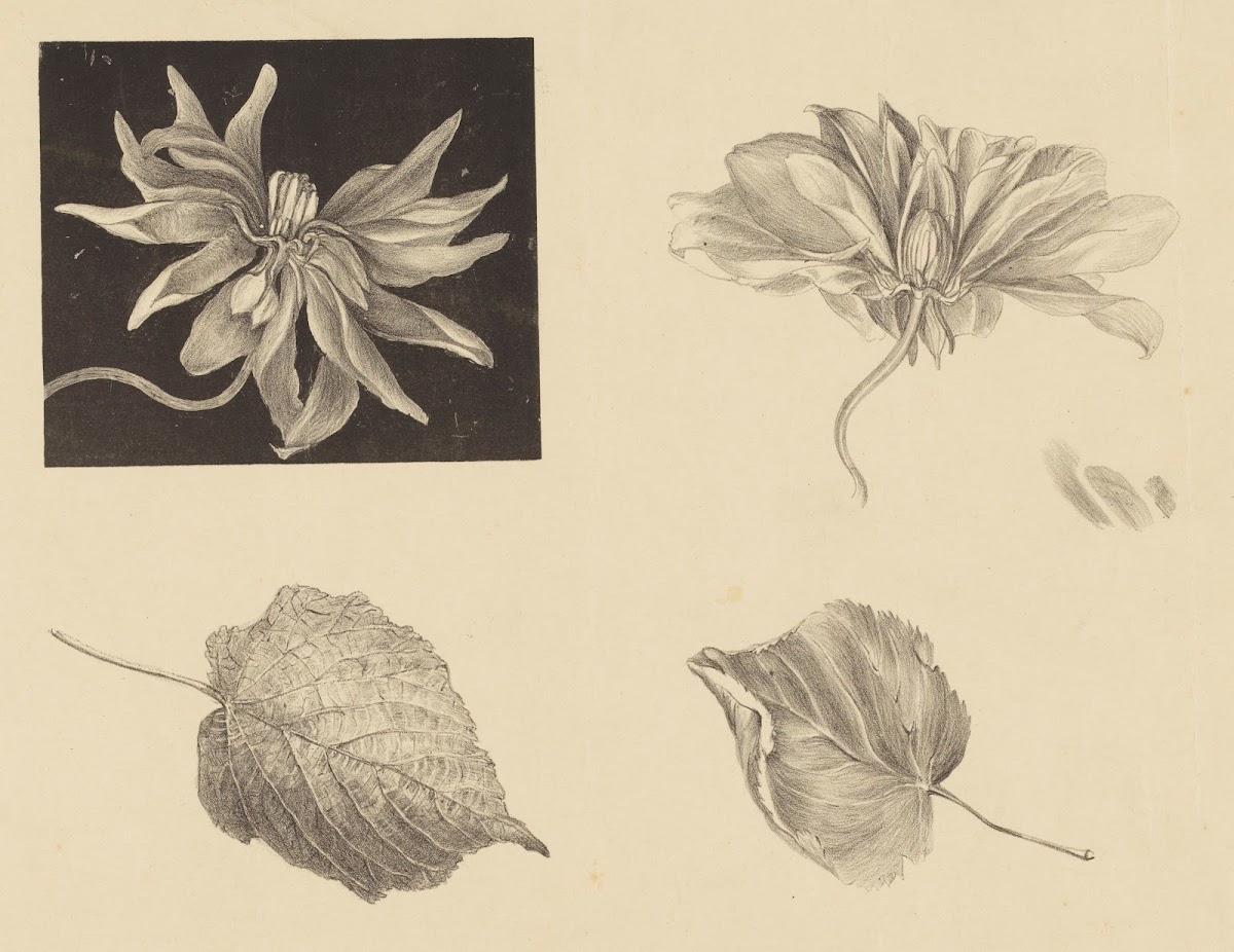 Flowers and Leaves 1878   1917