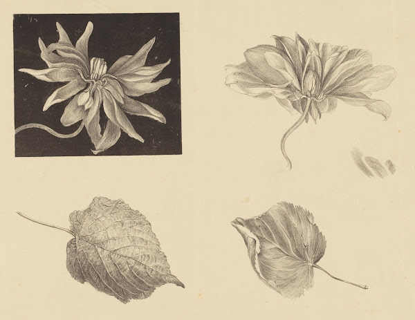 Flowers and Leaves 1878   1917