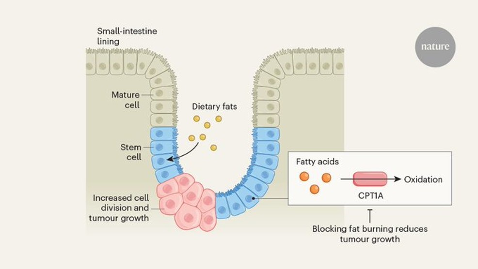 Ketogenic diets may increase cancer risk in the small intestine
