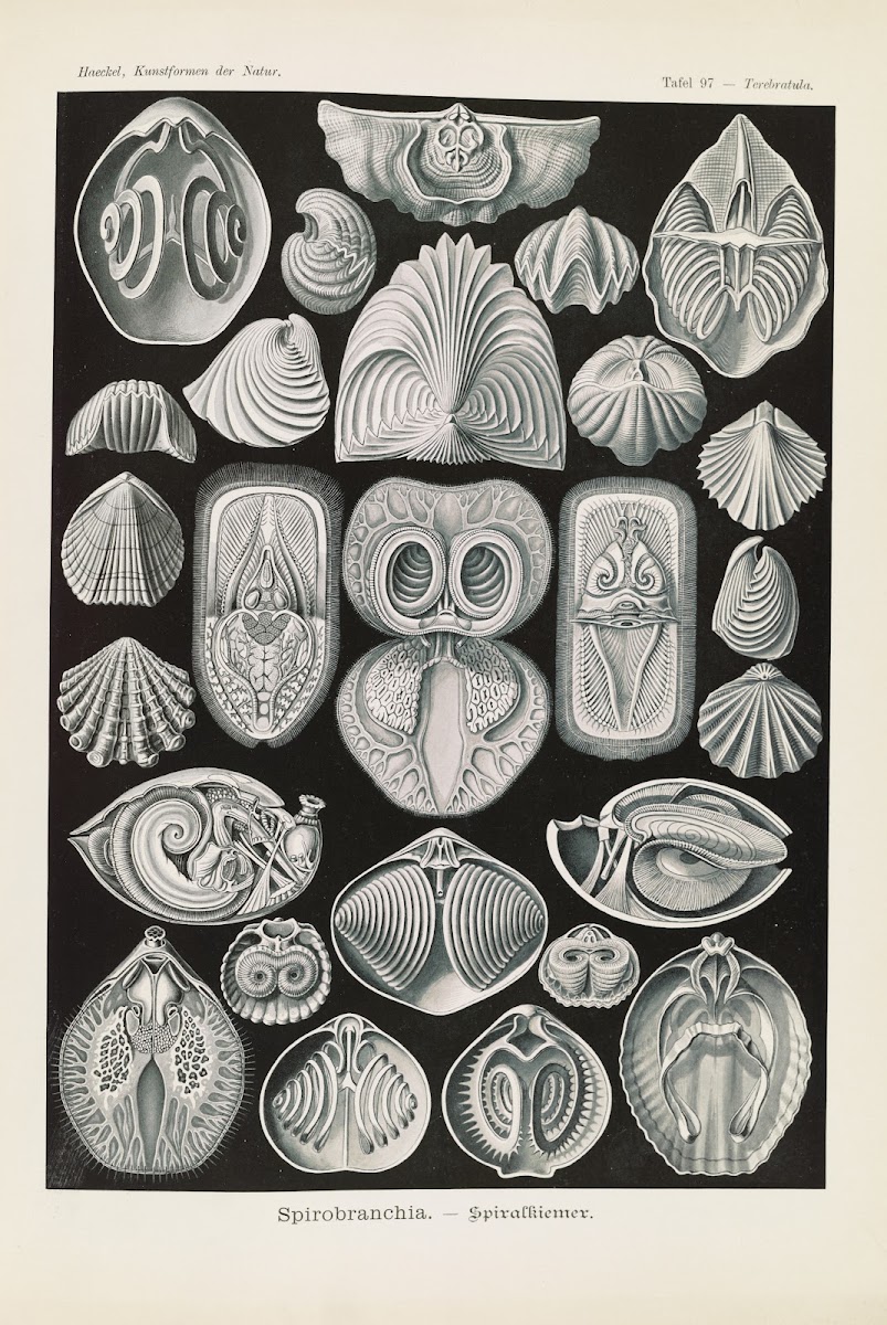 Spirobranchia  Spiralkiemer 1904