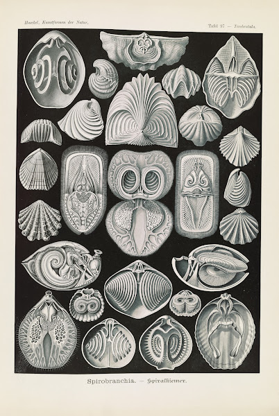 Spirobranchia  Spiralkiemer 1904