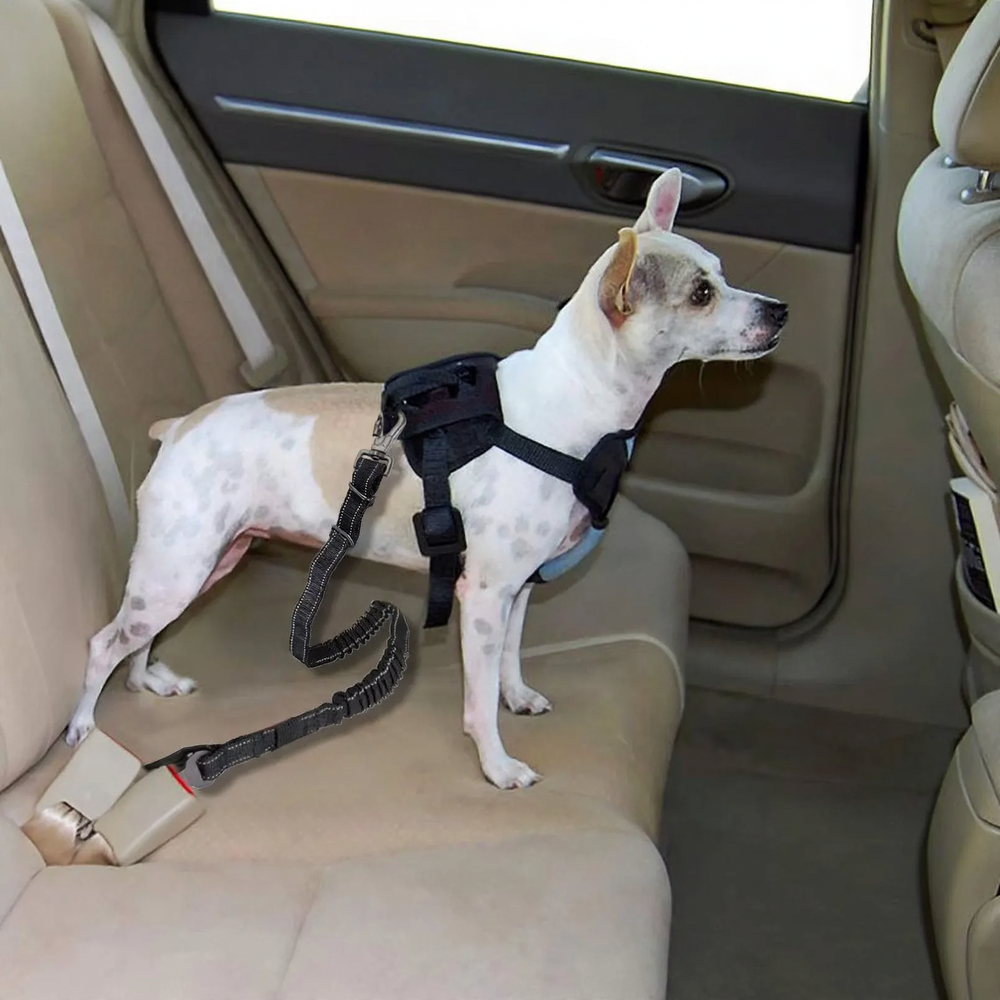 Dog seatbelt in the car