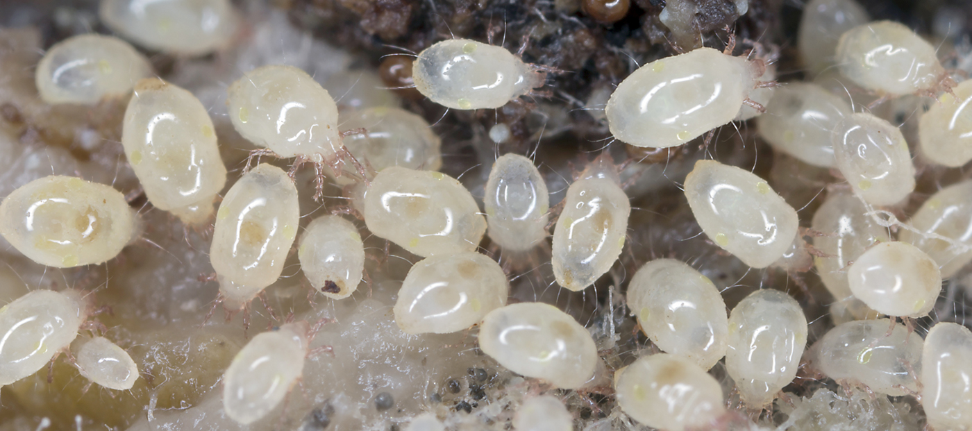 Mites in Fruit Fly Cultures: Protecting the Supply Line