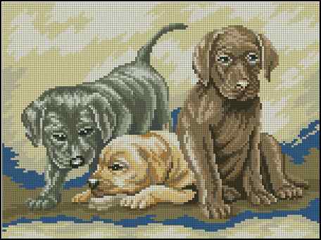 CMP 400169 Puppies
