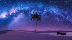 Palm Tree Wallpaper
