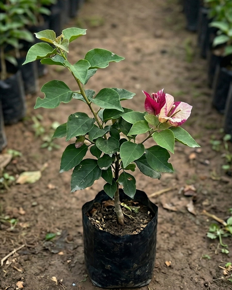 Imported Murayama Bougainvillea Plant — view 5