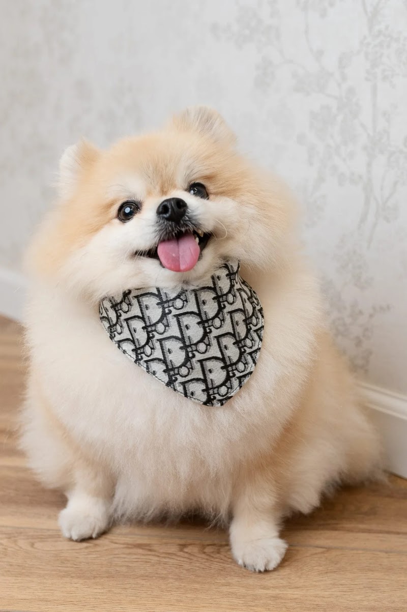 DearDoggo Fit