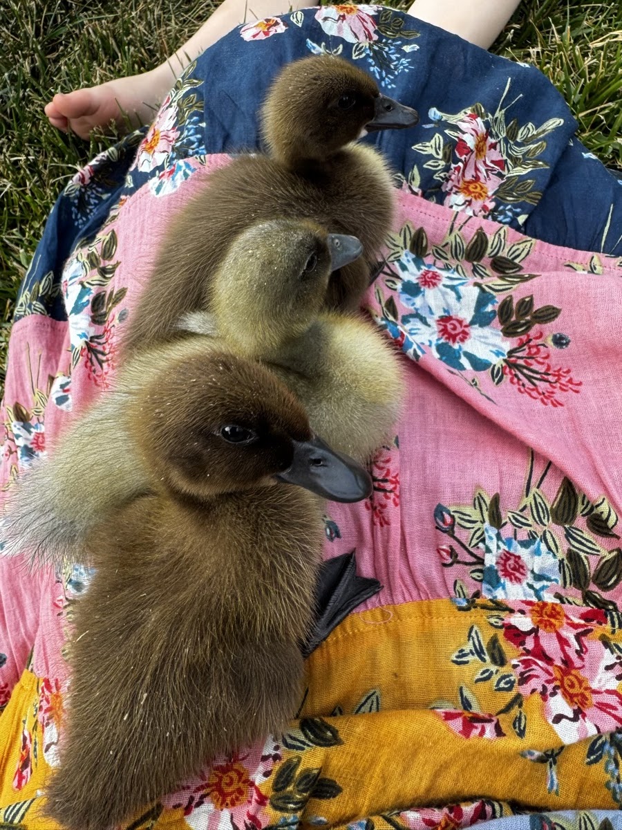 Blue Runner Duckling