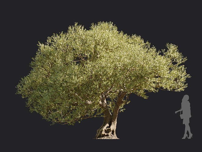 Maxtree - Plant Models Vol.113