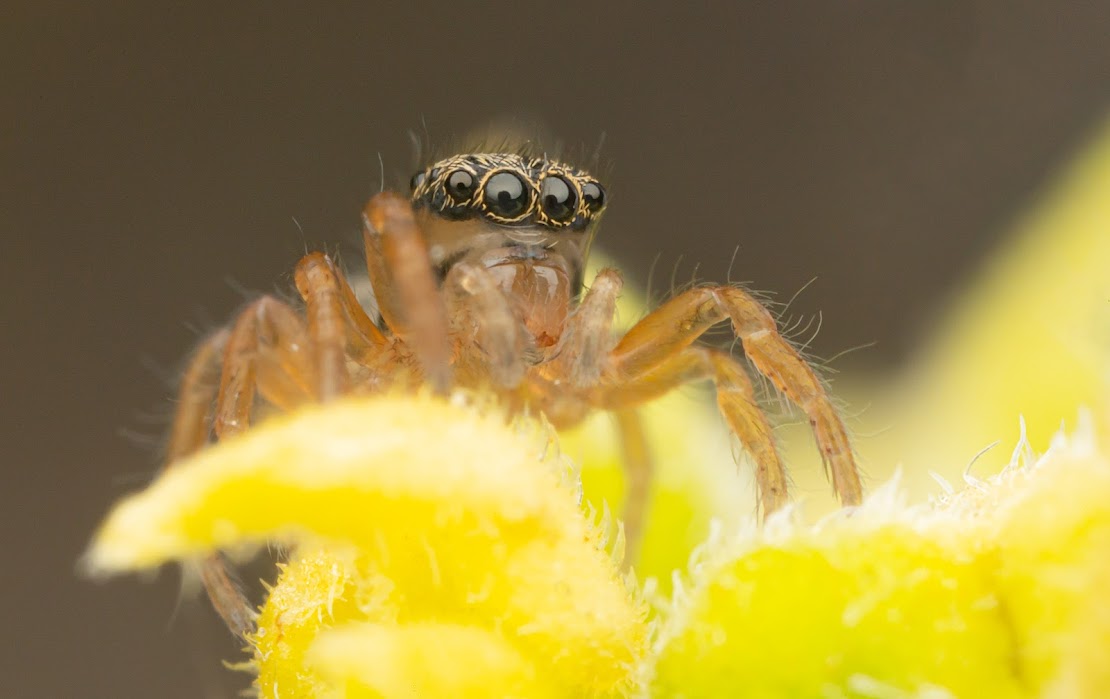 Euophrys frontalis