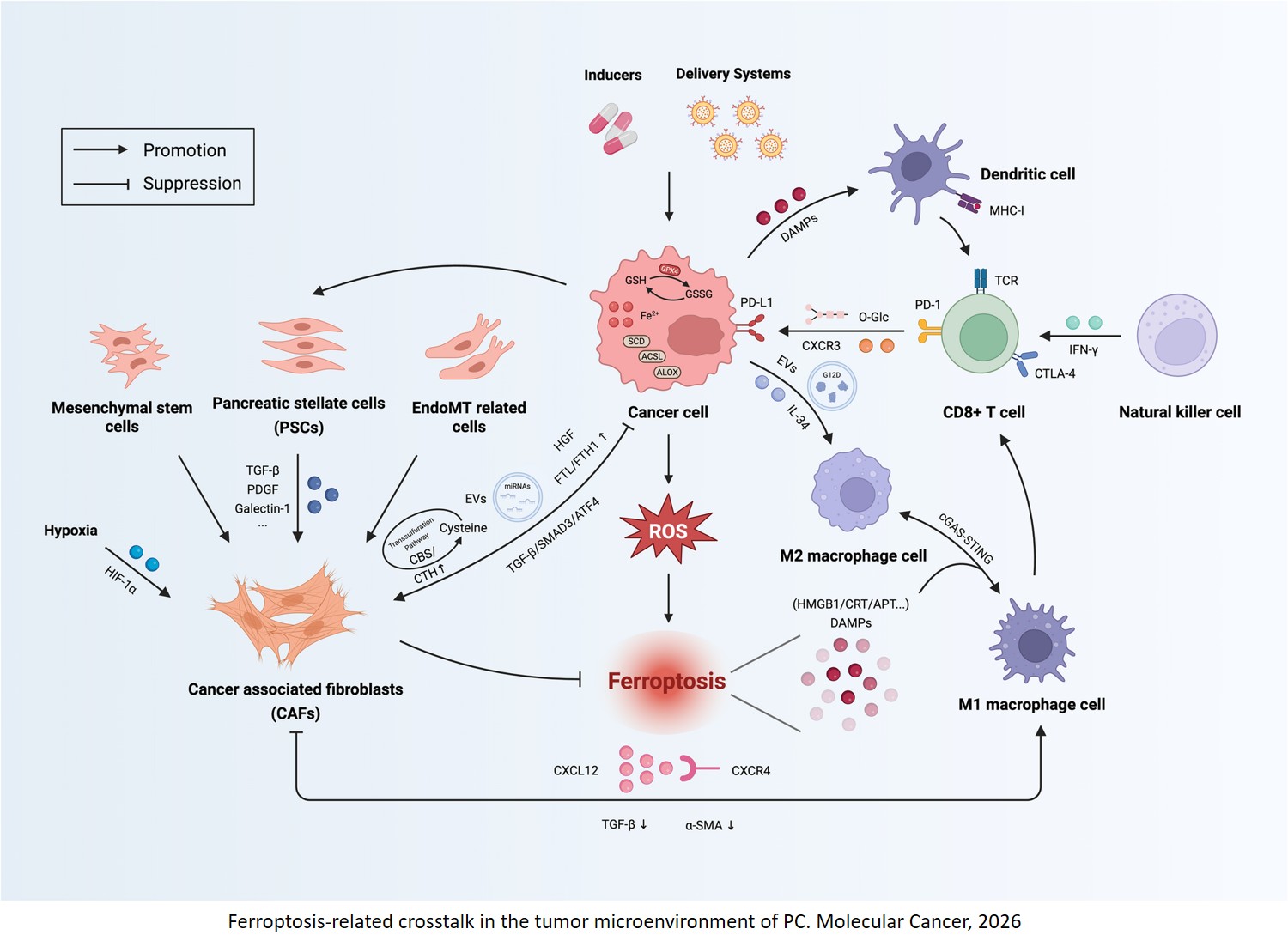 Ferroptosis in pancreatic cancer